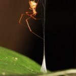 ballistaspider-1152x648-1782840720.jpg