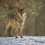 gray-wolf-canis-lupus-lupus-in-winter-7056201.jpg
