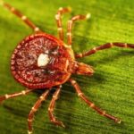 webimage-lone-star-tick-cdc.jpg